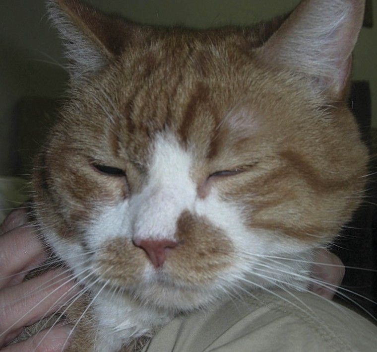 Someone to Love: Fritz